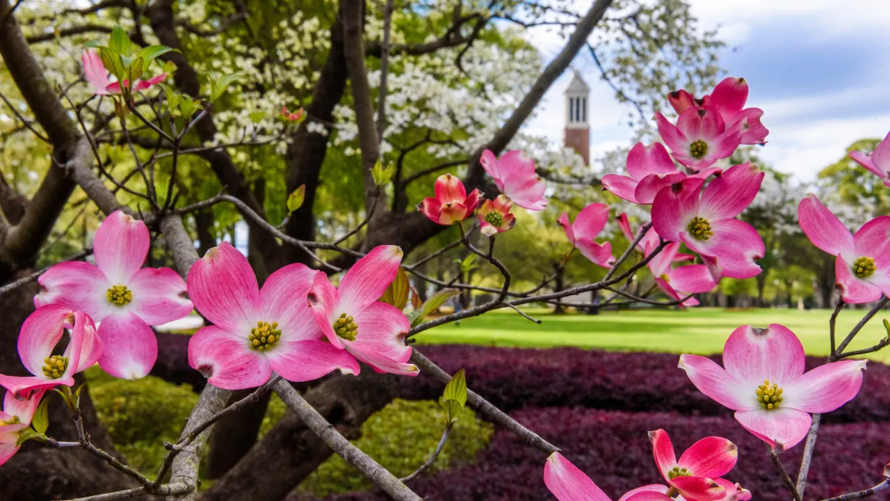 Spring on the Quad with pink flowers blooming